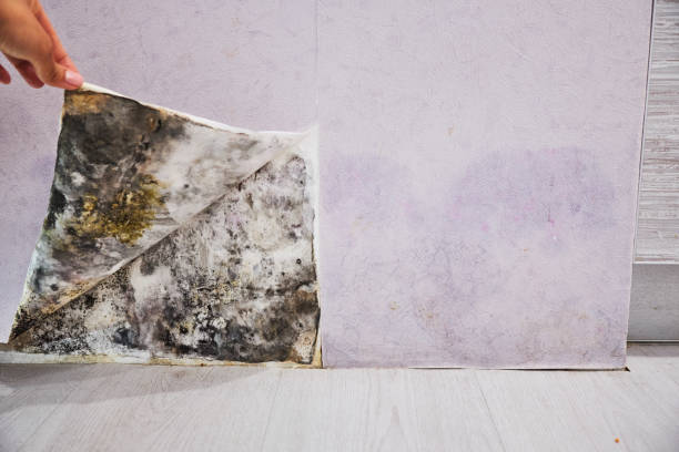 Trusted Hoover, AL Mold Removal Experts